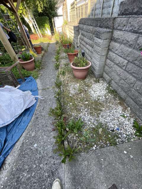 Patio border overgrown with weeds, before clearance