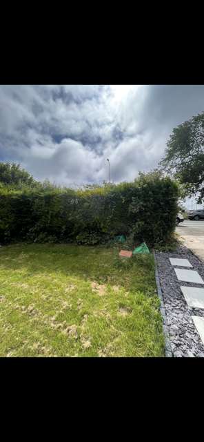 Hedge before trimming