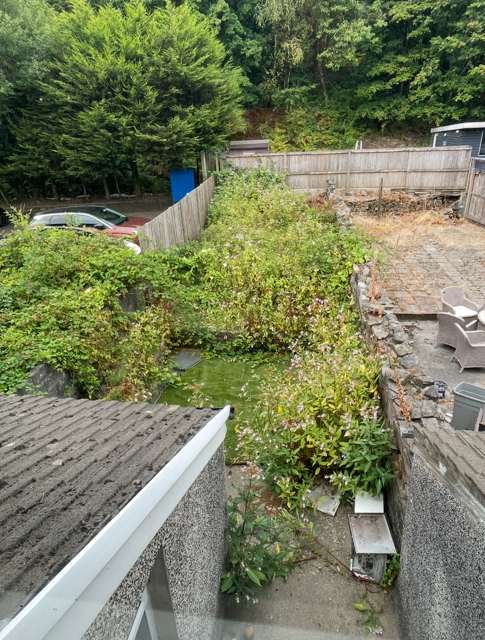 Overgrown garden before clearance