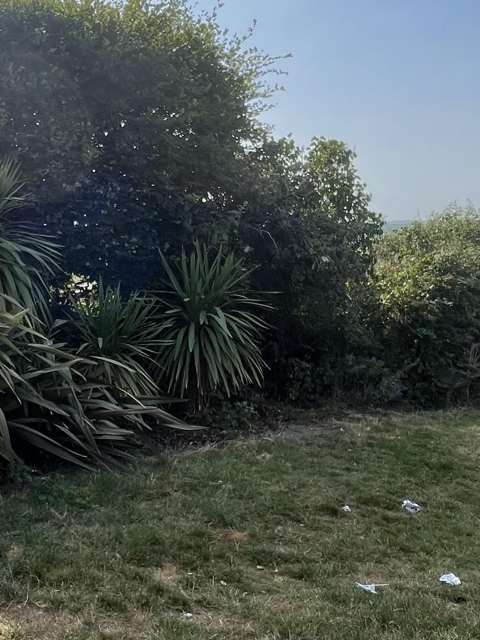 Overgrown yucca bed before tidy-up