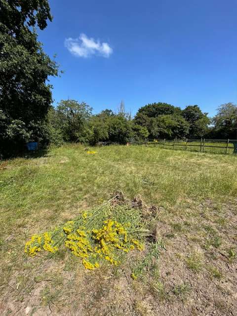 Field cleared, ragwort pulled and piled for safe disposal
