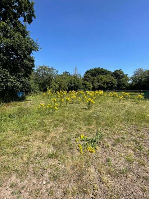 Field overrun with flowering ragwort before extraction